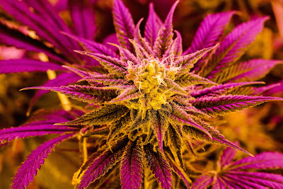 Photo of LivWell Dispensary