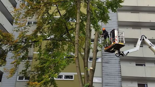 Rutsch | Garten- und Hausservice - Thumbnail