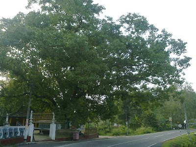Photos of Deegala Bodiya