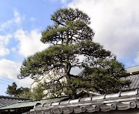 逗子 桜山 庭慶