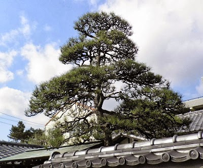 逗子 桜山 庭慶