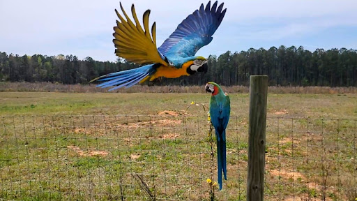 Straw Hat Parrot's Rescue, Inc - Thumbnail