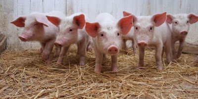 Photos of Better Pork ltd