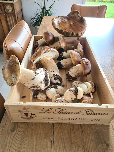 Hamelin Yal - Thumbnail