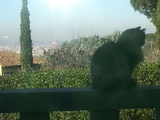Ambulatorio Veterinario Il Gignoro Gallery - Italy