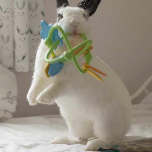 Rabbit Retail - Visual