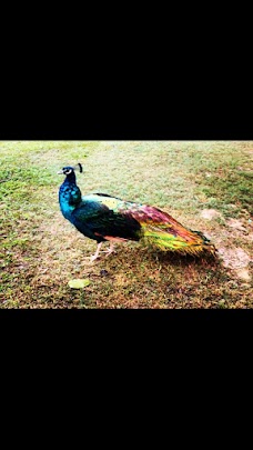 Peacocks Pen lahore