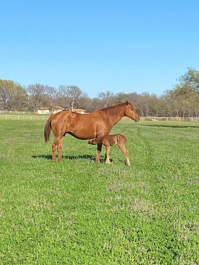 Griffin Cattle & Equine