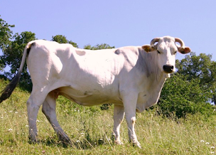 Photo n°40 de Vertus à Boulogne-Billancourt (Restaurant français)