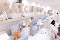 猫カフェMOCHA(モカ)町田ジョルナ店