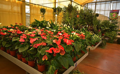 Durì Garden Center | Fioreria, Vivaio - Thumbnail