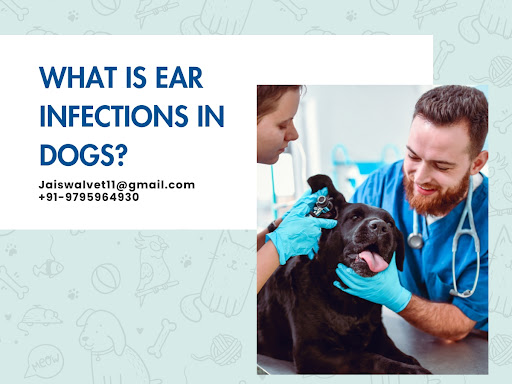 What is Ear Infections in Dogs? post image