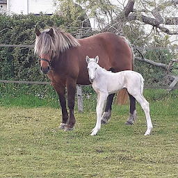 Photo n°3 de Écurie Astrada – Poney Club & Pension pour chevaux à Sainte-Hélène (Médoc) à Sainte-Hélène (Pension pour chevaux)