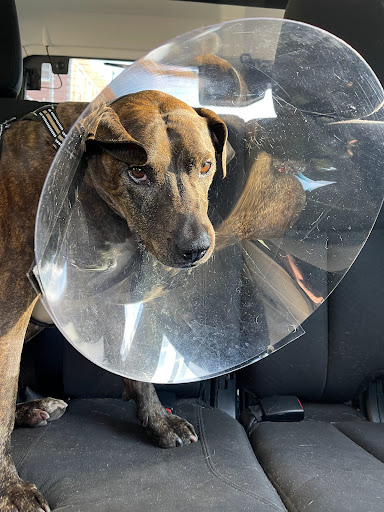 Duke Animal Hospital - Thumbnail