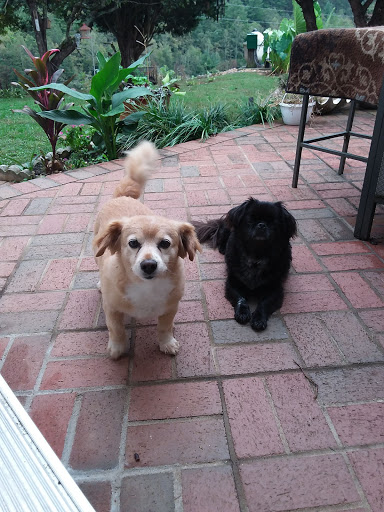 Dog Daze Grooming Salon - Thumbnail