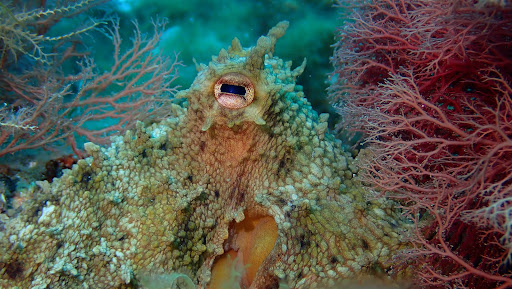 Ametlla Diving - Thumbnail