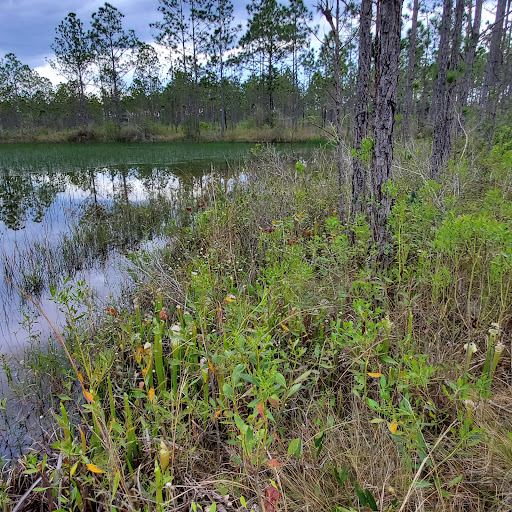 Yellow River Marsh Preserve State Park