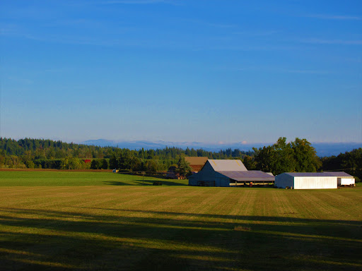 Timber Park - Visual