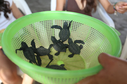 Campamento Tortuguero “Playa Hermosa” - Thumbnail