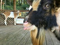 ピクニカ共和国