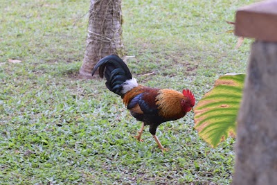 Kauai Hale Luana