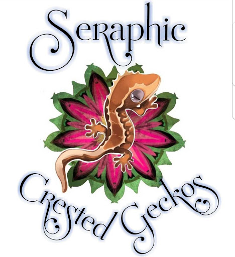 Seraphic Crested Geckos - Thumbnail
