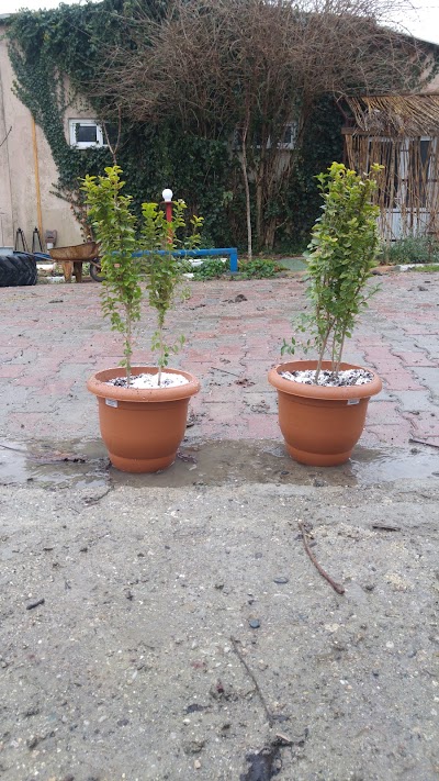 Photos of Catalca Nursery