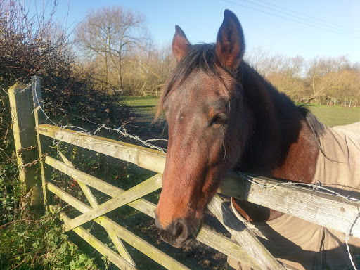 Blaby Mill Stables - Thumbnail