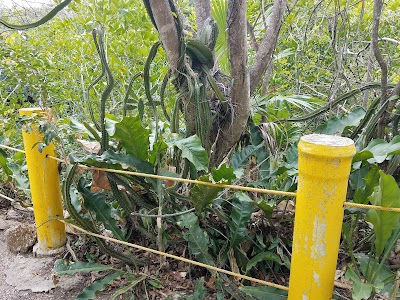 Photos of Cenote Cristalino