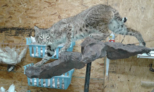 Wildlife-Action Taxidermy and Deer Processing - Thumbnail