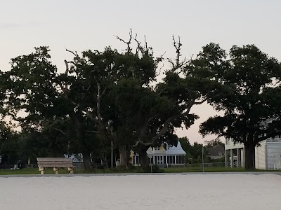 Dolphin, Hurricane Katrina Tree Sculpture