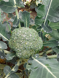 Photo n°3 de Ecosystem froid à Le Châtelet (Maraîcher)