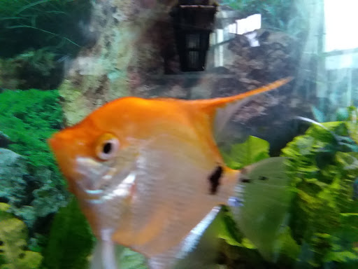 Fish Bowl & Pet Shop - Thumbnail