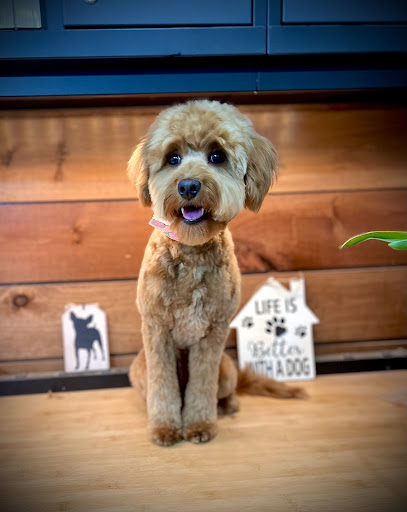 Panhandle Dog Grooming - Thumbnail