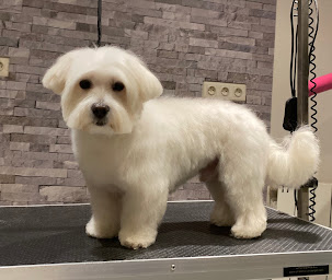 Photo n°6 de Beauté Canine à Ladoix-Serrigny (Toiletteur)