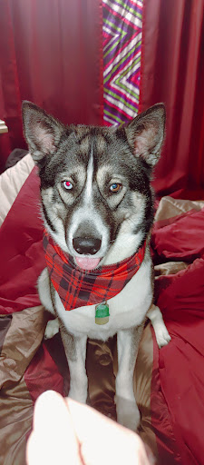 Bark & Brush Groom Room - Thumbnail