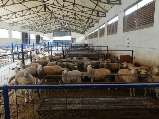 ÖZKAN Kurbanlık, Adaklık, Kasaplık Kuzu- Et Üretim Çiftliği