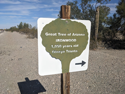 Great Tree of Arizona - Thumbnail