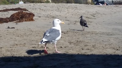 Photos of El Matador State Beach