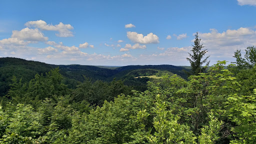 Forest reserve Eibenwald in Gößweinstein - Thumbnail