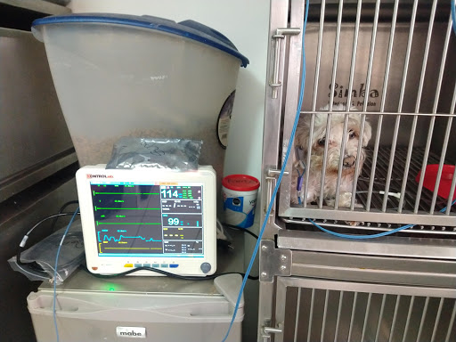 Simba Veterinaria y Pet Salón Gallery - Mexico