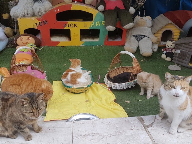 Cat Village Malta