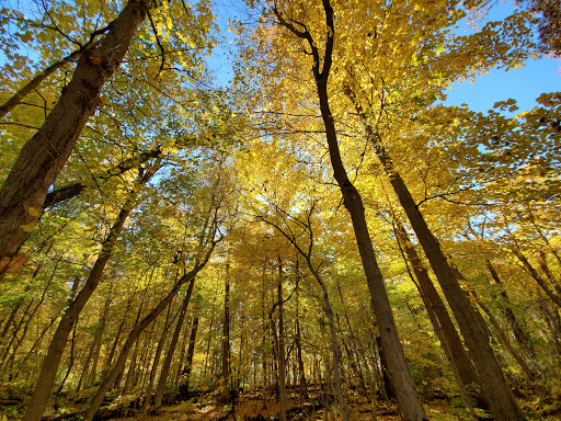 Oakwoods Nature Preserve Gallery - United States