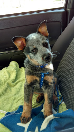 Fluffy Puppy Salon Gallery - United States
