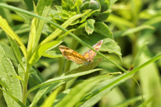 Lakeview Nature Center - Thumbnail