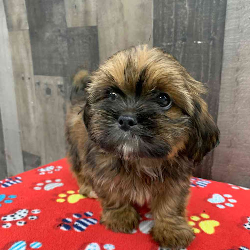 Lhasa apso