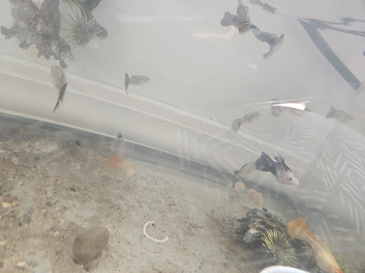 Prexi. Fish - Thumbnail