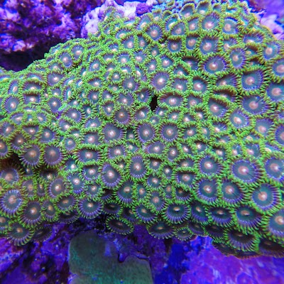 CoralGuy