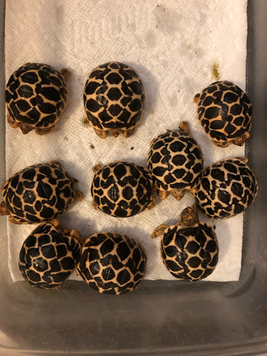 Small Town TX Exotics - Visual