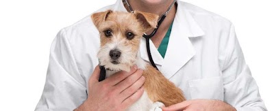 veterinary-care